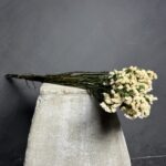 Statice White 68cm