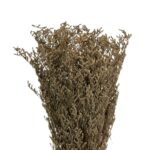 Latifolia - Rust 120g - Image 2