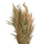 Pampas Natural 8 stems - Image 3