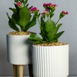 Kalanchoe