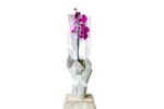 Potted Orchid (various colours)