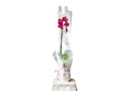 Potted Orchid (various colours) - Image 2